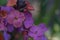 Erysimum cheiri Plant purple color close up, selective focus. Nature defocused background. Wildflowers wallpaper.