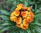 Erysimum cheiri (Wallflower)