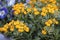Erysimum cheiri or wallflowers