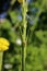 Erysimum cuspidatum - Wild plant shot in the spring