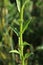 Erysimum cuspidatum - Wild plant shot in the spring