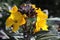 Erysimum linifolium Fragrant Sunshine.