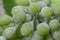 Erysiphe necator on grape