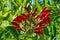 A erythrina crista-galli plant closeup