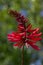 Erythrina herbacea (Coral Bean single flower)