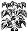 Erythrina Indica Parcelli vintage illustration