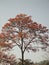 Erythrina poeppigiana or bucare ceibo emblematic venezuelan tree