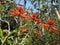 Erythrina speciosa tree with flowers in a park.