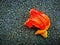 Erythrina variegata flower are orange colour