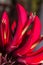 Erythrina variegata (Parichat flowers)