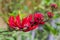 Erythrina variegata (Parichat flowers)
