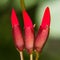 Erythrina variegata (Parichat flowers)