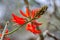 Erythrina variegata red flower in a spring season at Centennial Park, Sydney, Australia.