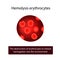 Erythrocytes. Hemolysis of red blood cells. Vector illustration on isolated background