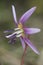 Erythronium dens-canis dogtooth violet beautiful purple flower of very peculiar appearance