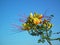 Erythrostemon gilliesii , bird of paradise flower in sky blue background