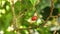 Erythroxylum coca, coca bush in a flowerpot in a tropical greenhouse, science research, plant ripe red fruit, leaf and