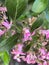 Escallonia \'Apple Blossom\', Evergreen shrub with pink flowers