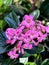 Escallonia \'Apple Blossom\', Evergreen shrub with pink flowers