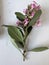 Escallonia \'Apple Blossom\', Evergreen shrub with pink flowers