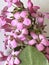 Escallonia \'Apple Blossom\', Evergreen shrub with pink flowers