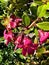 Escallonia \'Red Dream\', dwarf evergreen shrub