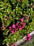 Escallonia \'Red Dream\', dwarf evergreen shrub