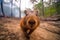 Escape from the Flames: Capybara Fleeing Forest Fire