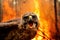 Escape from the Flames: Peregrine Falcon Flees Forest Fire