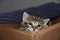 Escape from Kittentraz: Orphan Kitten Feeding Angst