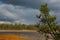 Escape of a young pine on the background of the lake.