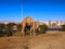 Escaped camel with a rope on his leg against the background of the tropical city of Sharm El Sheikh Egypt. Dromedary eats leaves