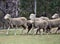 Escaping sheeps in agriculture farm in Australia