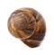 Escargot shell