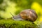 Escargot snail