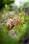 Escargot â€“ the love of two escargots in spring