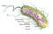 Escherichia coli bacteria E. coli. Medically accurate 3D illustration, labeled