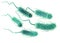Escherichia coli bacteria E. coli. Scientifically accurate 3D illustration
