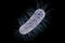 Escherichia coli bacterium