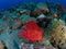 Eschmeyers scorpionfish
