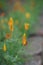 Escholzia flowers, beautiful small orange flower in the summer g