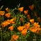 Escholzia flowers, California poppy  on dark background in the garden