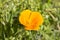 Eschscholzia californica, also known as California poppy, Californian poppy, golden poppy