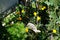 Eschscholzia californica blooms in August. Berlin, Germany
