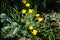 Eschscholzia californica blooms in August. Berlin, Germany