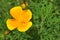 Eschscholzia californica California poppy