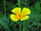 Eschscholzia californica, California poppy. Garden orange yellow poppy flower. Spring, summer, autumn outdoor flower.