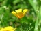 Eschscholzia californica, California poppy. Garden orange yellow poppy flower. Spring, summer, autumn outdoor flower.