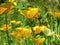 Eschscholzia californica, California poppy. Garden orange yellow poppy flower. Spring, summer, autumn outdoor flower.