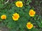 Eschscholzia californica, California poppy. Garden vivid orange yellow translucent poppy flower. Spring, summer, autumn flower.